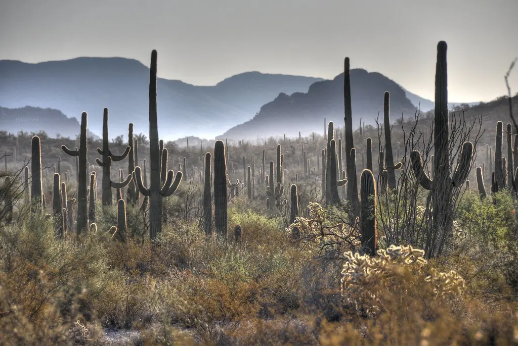Organ Pipe Cactus National Monument, Arizona