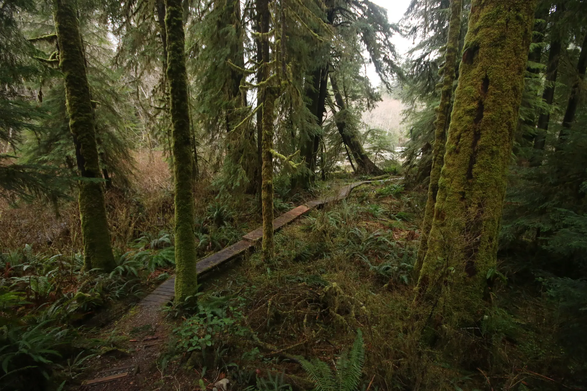 Image of Walbran Valley